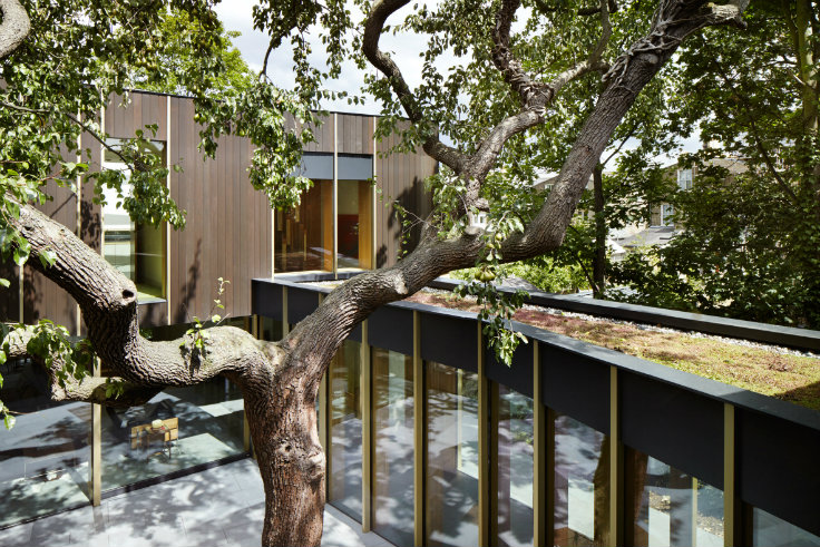 Take a Look at this Family Home designed around an pear tree