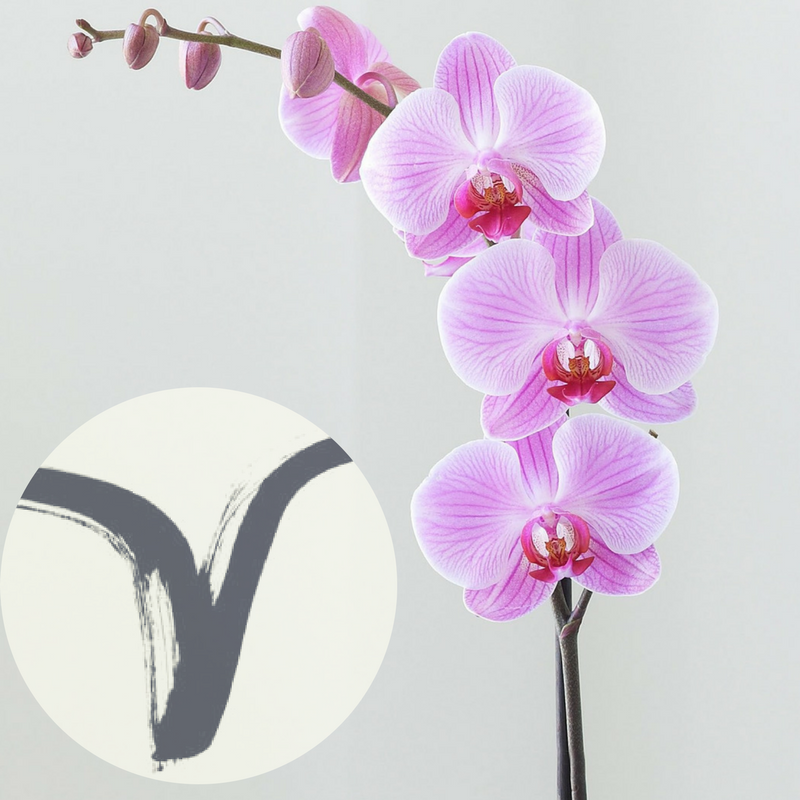 The Houseplant You're Going To Buy According To Your Zodiac Sign! 1