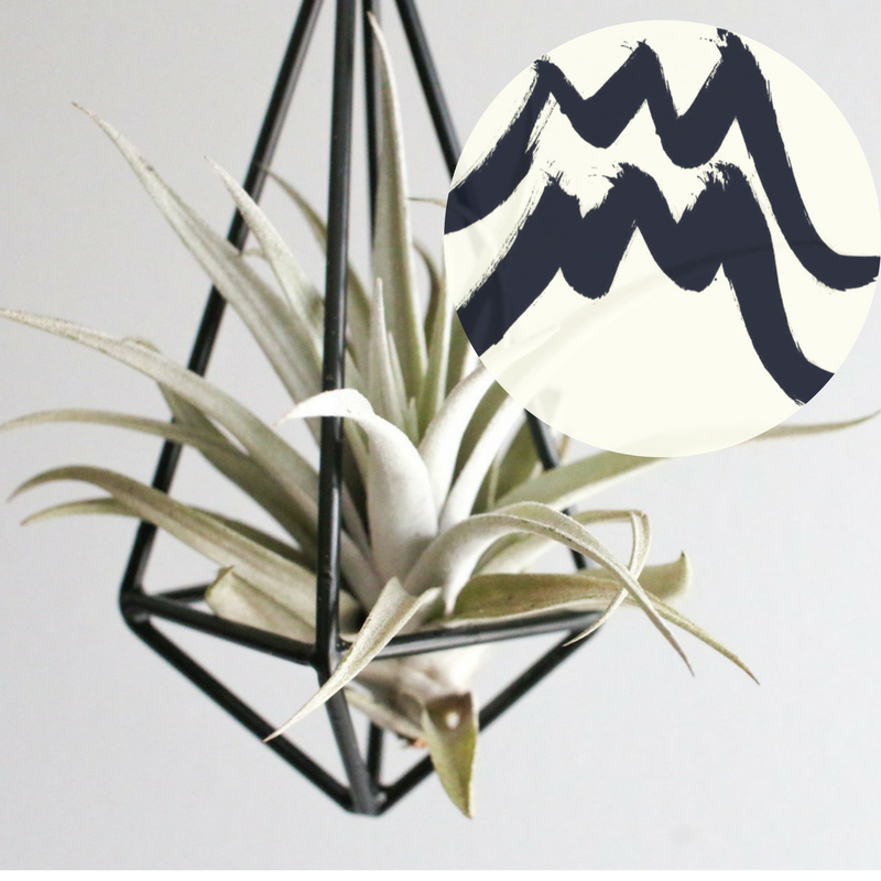 The Houseplant You're Going To Buy According To Your Zodiac Sign! 10