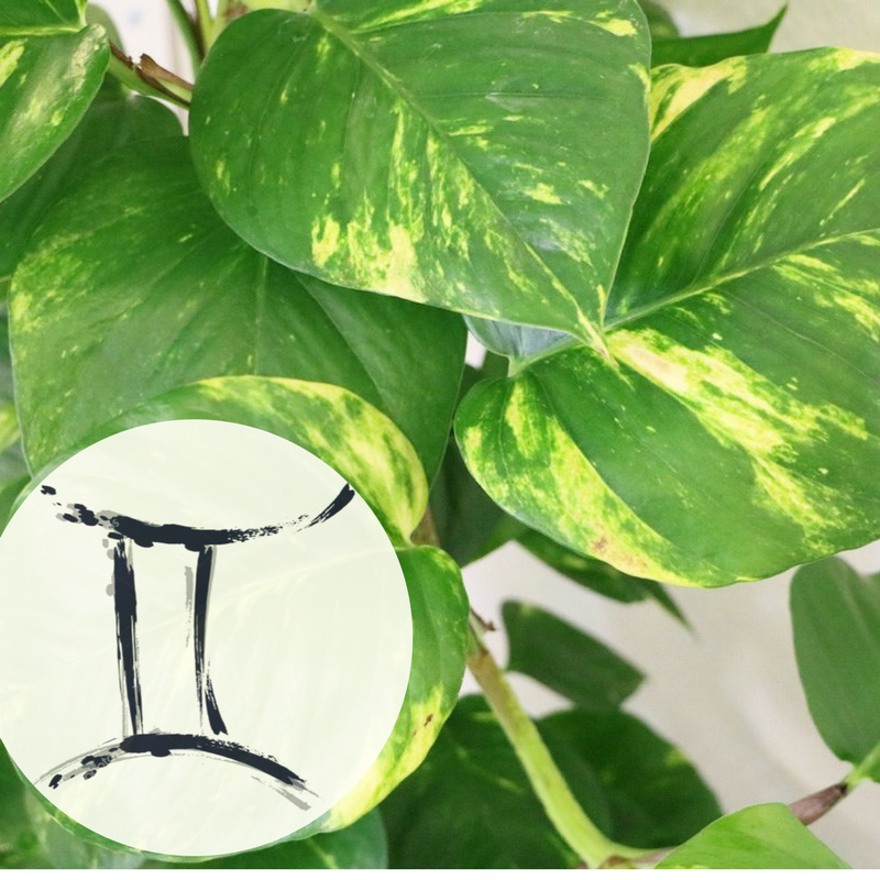 The Houseplant You're Going To Buy According To Your Zodiac Sign! 12