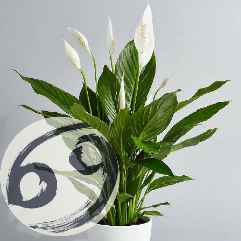 The Houseplant You're Going To Buy According To Your Zodiac Sign! 3