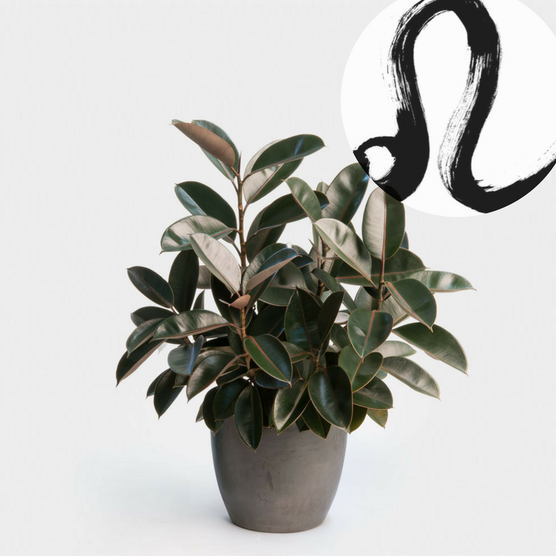 The Houseplant You're Going To Buy According To Your Zodiac Sign! 4