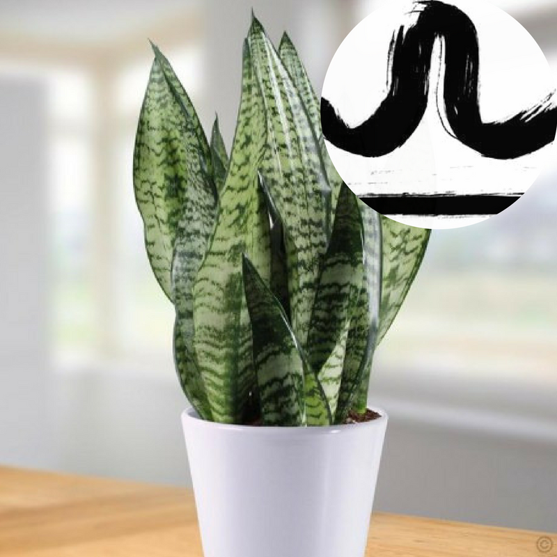 The Houseplant You're Going To Buy According To Your Zodiac Sign! 6