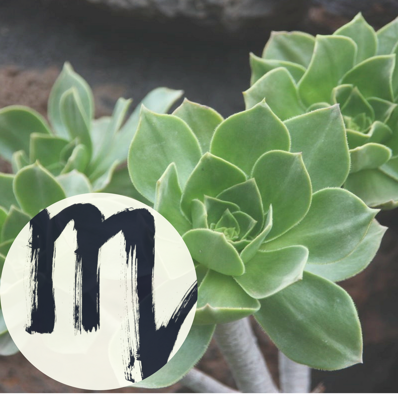 The Houseplant You're Going To Buy According To Your Zodiac Sign! 7