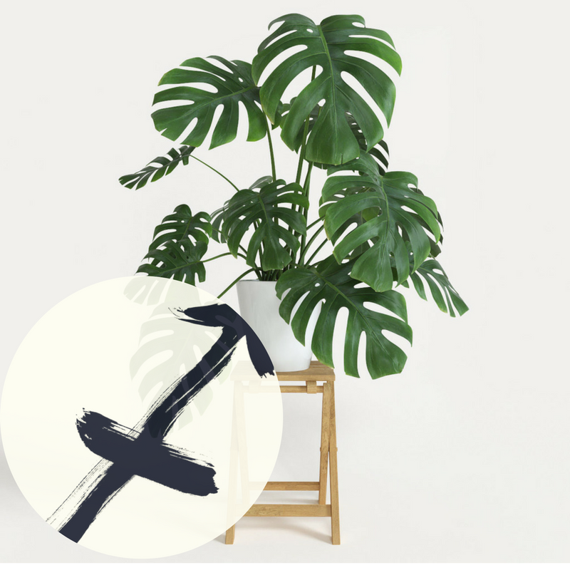 The Houseplant You're Going To Buy According To Your Zodiac Sign! 8