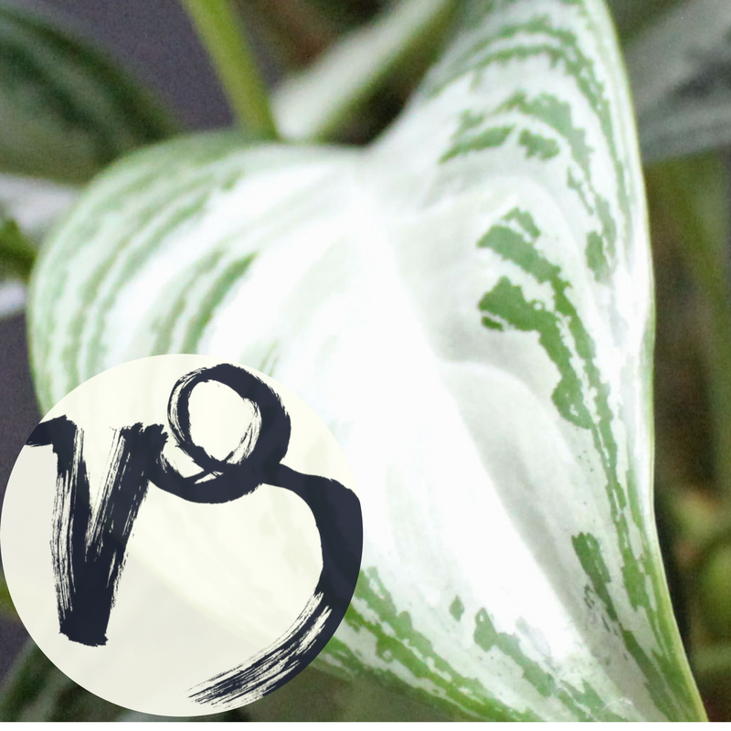 The Houseplant You're Going To Buy According To Your Zodiac Sign! 9